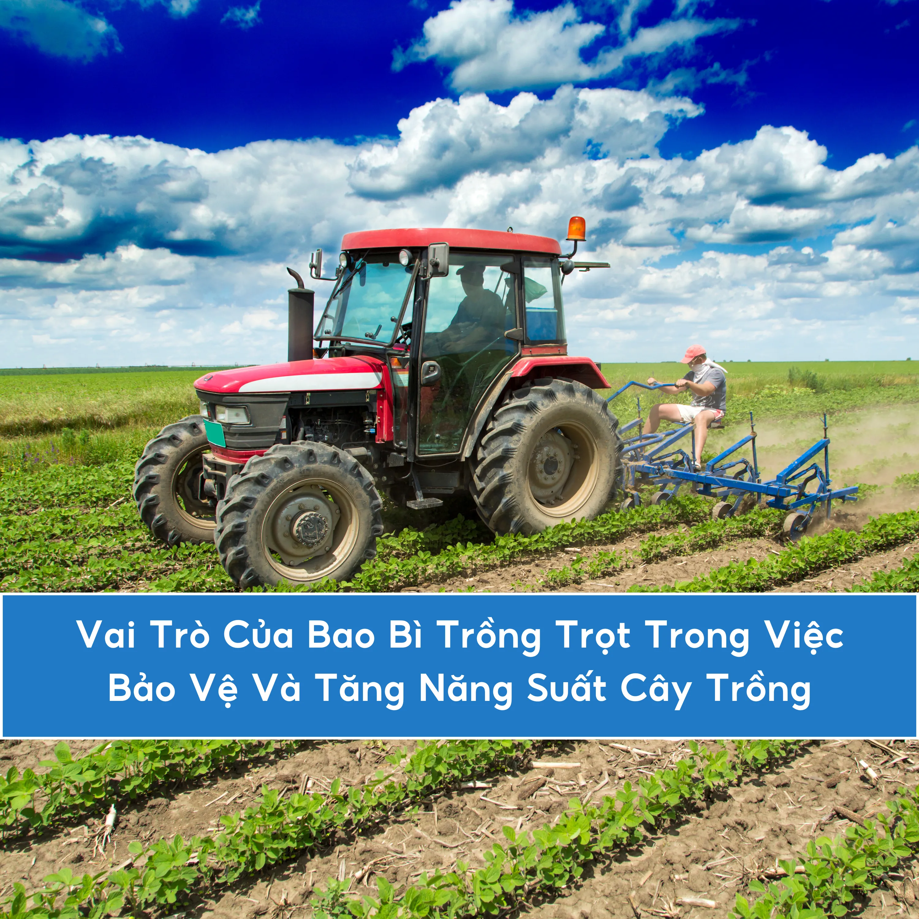 Vai Trò Của Bao Bì Trồng Trọt Trong Việc Bảo Vệ Và Tăng Năng Suất Cây Trồng