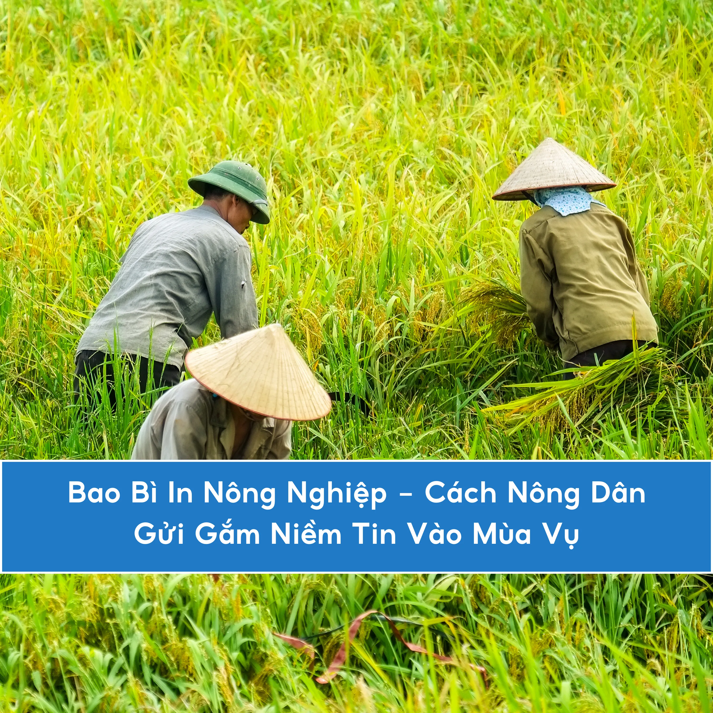 Bao Bì In Nông Nghiệp - Nông Dân Gửi Gắm Niềm Tin Vào Mùa Vụ